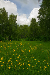 spring flower edge of the birch grove