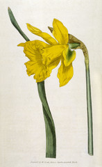 Narcissus Major or Great Daffodil.. Date: 1796