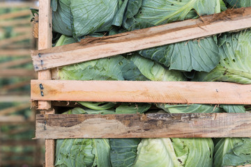 cabbage on wood cases for wholesale, bulk