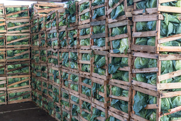 cabbage on wood cases for wholesale, bulk