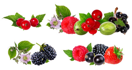 Berries collection. Raspberry, blueberry,strawberry, currant, gooseberry isolated