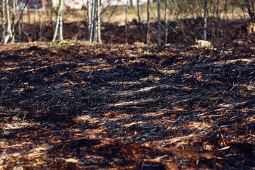 Burn dry grass in forest background close-up