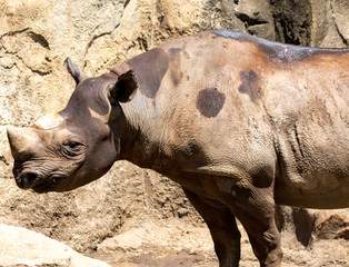 Naklejka premium rhinoceros