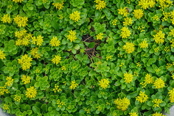 Decorative small yellow flowers growing on the flowerbed