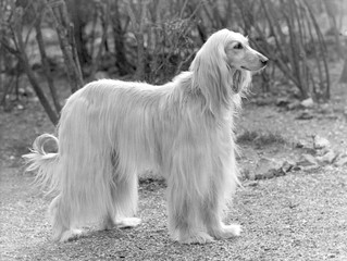 Afghan - Khorrasan - 1953. Date: 1953