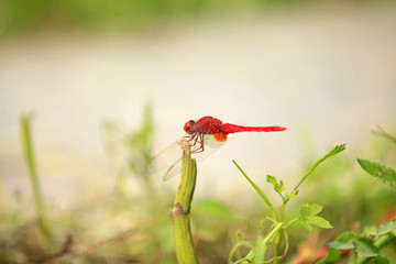 Dragonfly