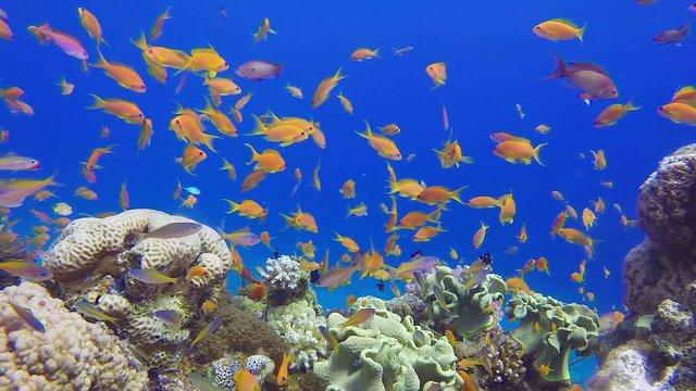 Coral Reefs Seascape. Picture of beautiful underwater colorful fishes scalefin anthias fish and corals in the tropical reef of the Red Sea, Dahab, Egypt.