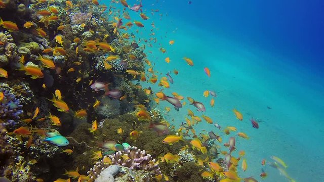 Underwater Colorful Reef. Picture of colorful fishes scalefin anthias and corals in the tropical reef of the Red Sea, Dahab, Egypt.
