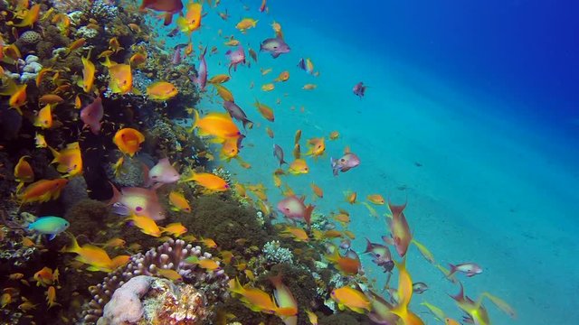 Beautiful Underwater Colorful Life. Picture of colorful fishes scalefin anthias and corals in the tropical reef of the Red Sea, Dahab, Egypt.