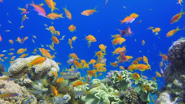 Underwater Scene Coral Reef. Picture of beautiful underwater colorful fishes scalefin anthias fish and corals in the tropical reef of the Red Sea, Dahab, Egypt.