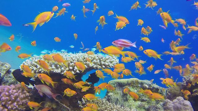 Tropical Sea Fishes Underwater. Picture of beautiful underwater colorful fishes scalefin anthias fish and corals in the tropical reef of the Red Sea, Dahab, Egypt.