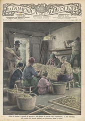 Sorting Silk Cocoons. Date: 1929