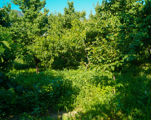 Fototapeta premium Green Garden