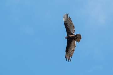 Obraz premium Turkey Vulture