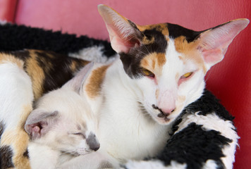 Modern siamese cat with kitten