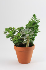 This is a picture of a potted plant on a white background. 