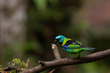 Green Headead Tanager 