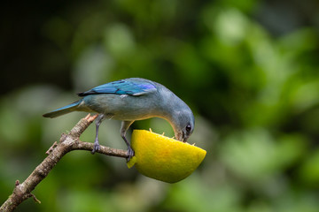 Sanhaço de encontro Azul