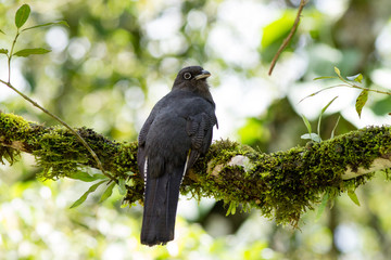 Surucua de Barriga Amarela