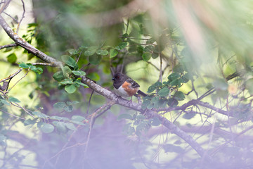 Spotted Towhee
