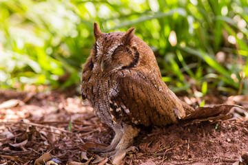 Tropical Screech Owl