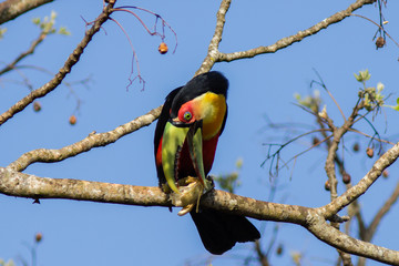 Red Breasted Toucan