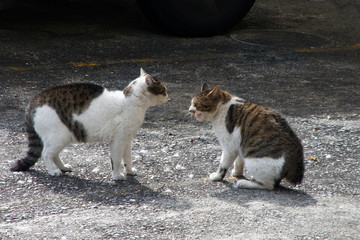 睨み合う二匹の猫