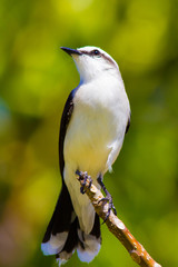 Spot backed Puffbird (Nystalus maculatus) - Mata de São João, BA Brasil