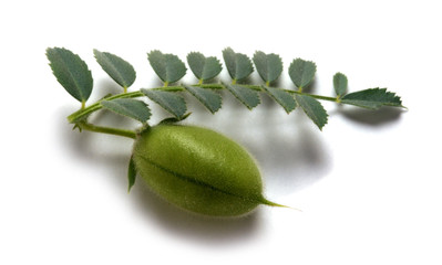 Cicer arietinum Garbanzo Kichererbse Chickpea حمص شائع Ciecierzyca Нут бараний plant Čičerika del Planta Cece Pois chiche Pianta Flora pospolita
