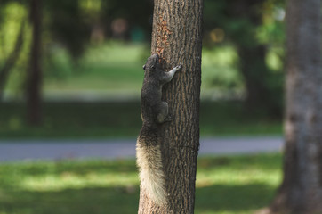 a squirrel perched on the tree.