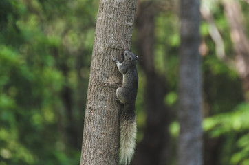 Fototapeta premium a squirrel perched on the tree.