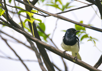 bird perched on tree branch against sky in park.