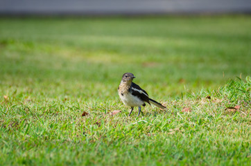 thailand magpie bird walking on grass in public park.