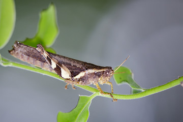 Image of rufous-legged grasshopper on nature background. Insect Animal.