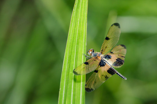 Image of a rhyothemis phyllis dragonflies on green leaves. Insect Animal