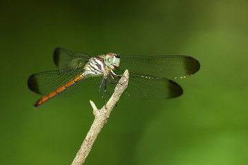 Image of lathrecista asiatica dragonfly(female) on nature background. Insect Animal.