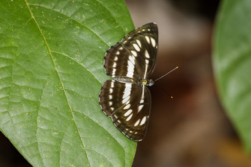 Image of common plain sailor butterfly on green leaves. Insect Animal. (Neptis hylas Linnaeus, 1758)