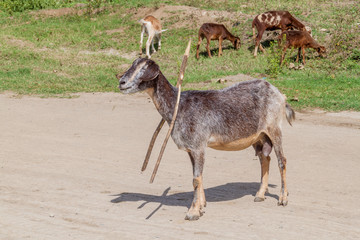 Herd of goats in El Cobre village, Cuba
