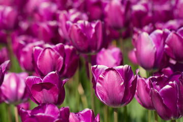 Nahaufnahme von Tulpenblüten