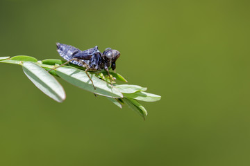 Image of dragonfly larva dried on green leaves. Insect Animal