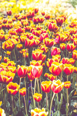Obraz premium Rot-gelbe Tulpen