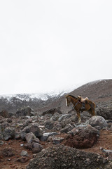 Trained horse on edge of the Chimborazo volcano