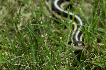 Snake in the Grass