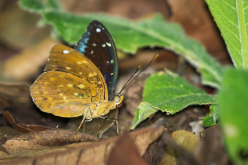 Image of Common Archduke Butterfly(male) (Lexias pardalis dirteana) on nature background. Insect Animal.