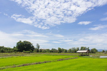 Obraz premium Cottage and green rice field with beauty sky in Thailand, Asia