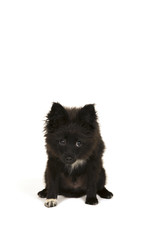 Little puppy on white background