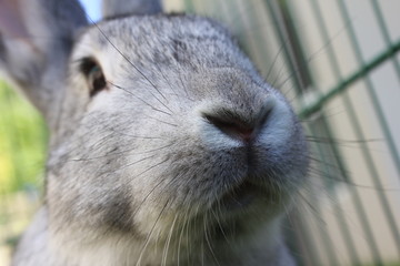 Obraz premium Pet Rabbit