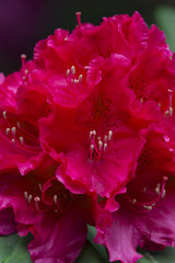 Rhododendron blossom violet crimson