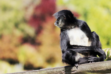 white-bellied spider monkey (Ateles belzebuth)