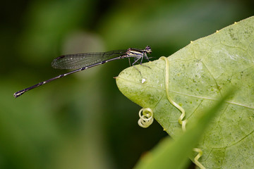 Image of dragonfly (protoneuridae) on green leaves. Insect Animal.